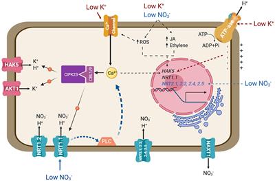 Coordinated Transport of Nitrate, Potassium, and Sodium